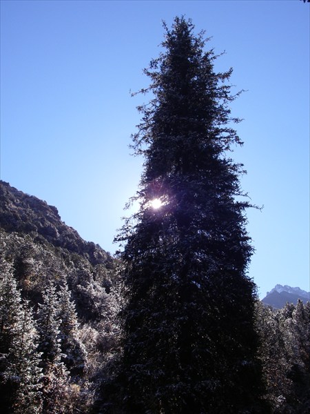 Fir-Tree